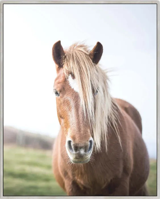 ‘Pony Portrait’ Framed Canvas Print