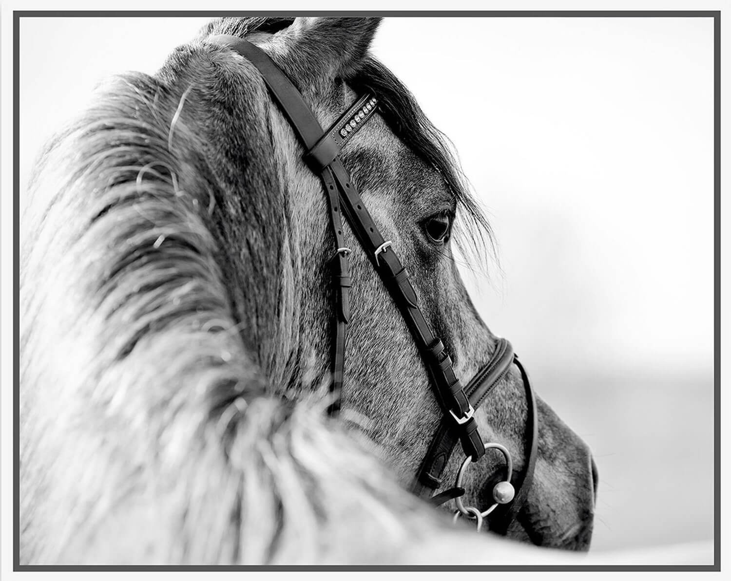 'The Sport Horse' Floating Canvas Print