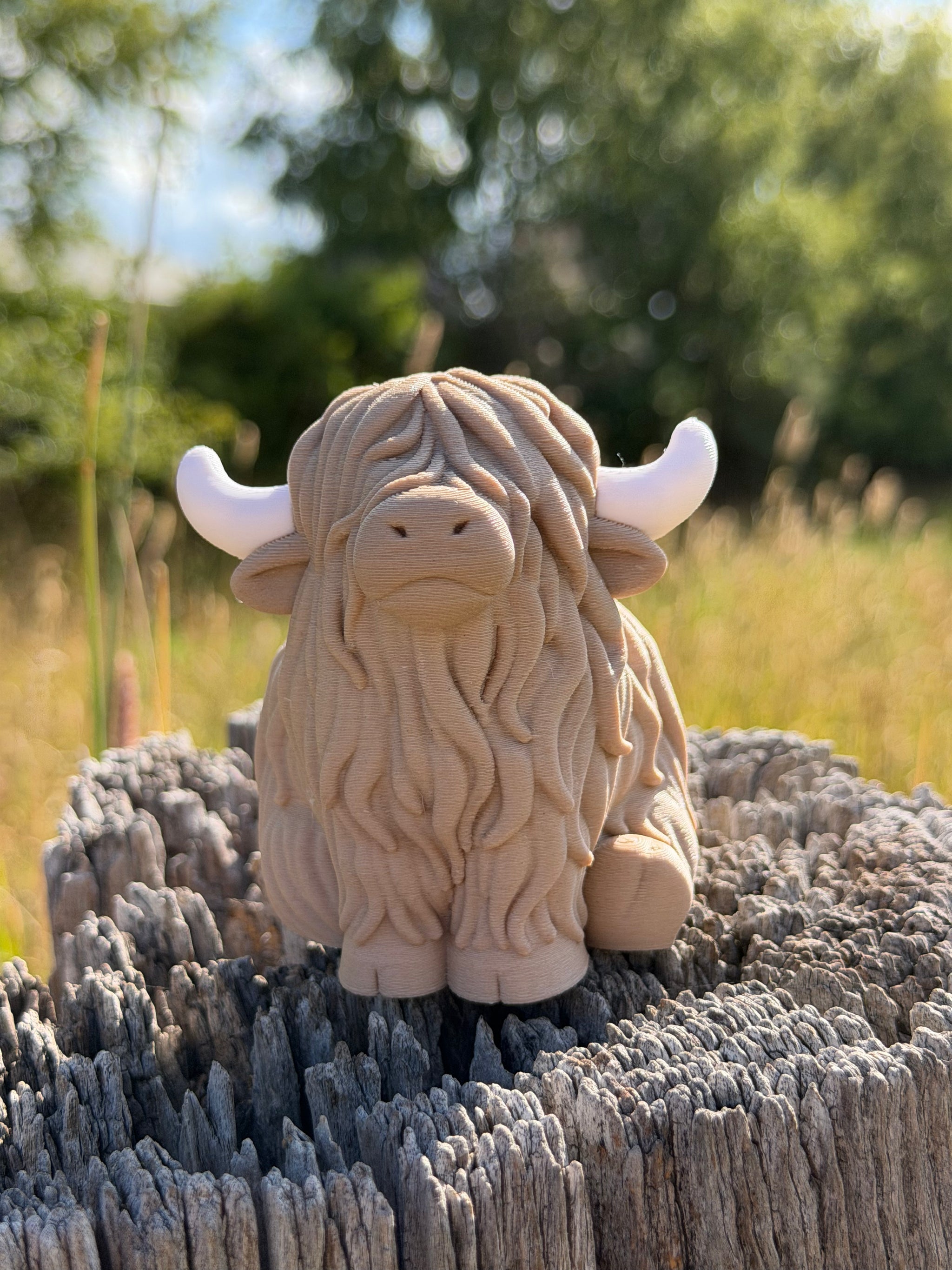 ‘Finley’ the Highland