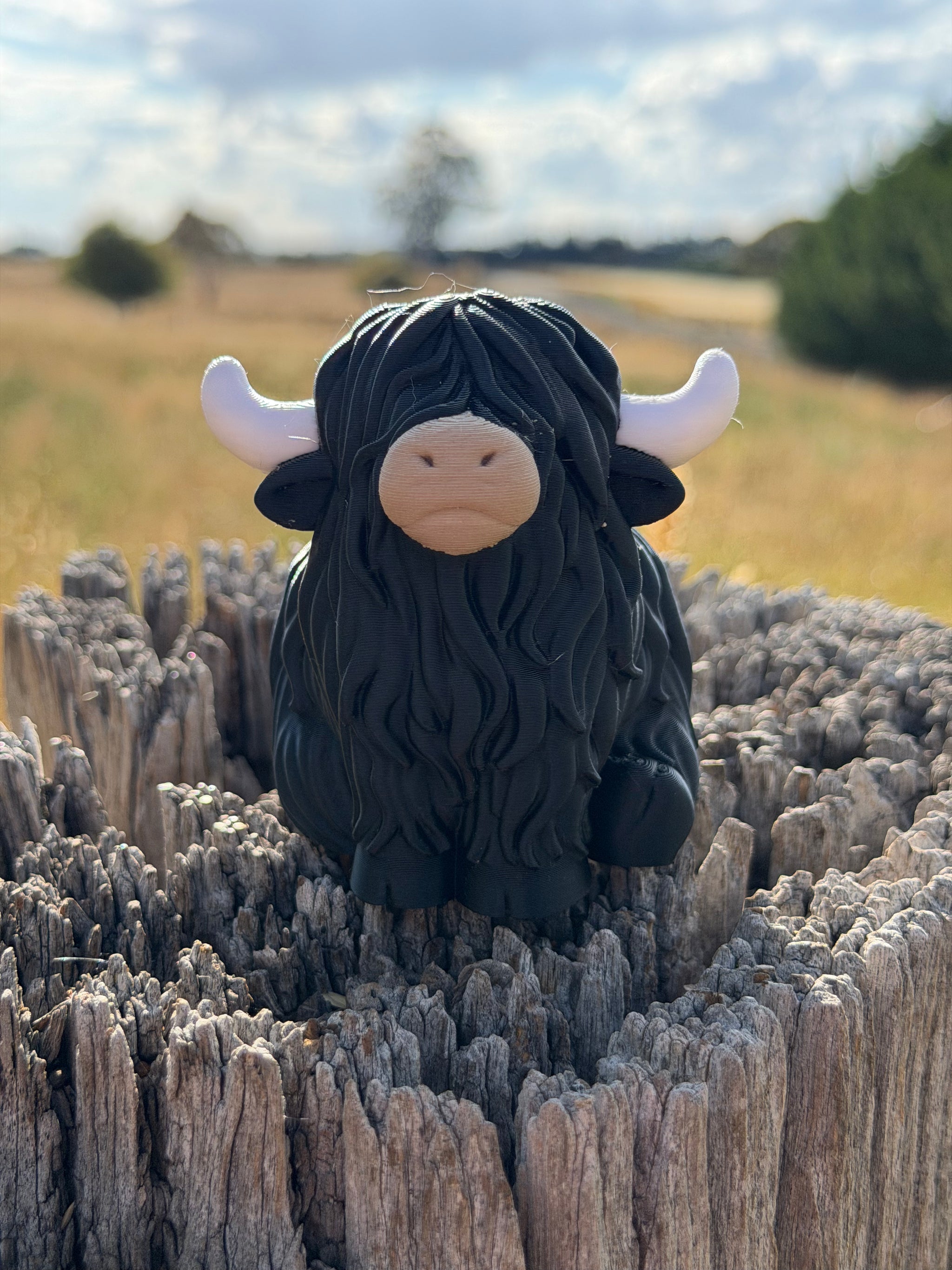 ‘Scott’ the Scottish Highland