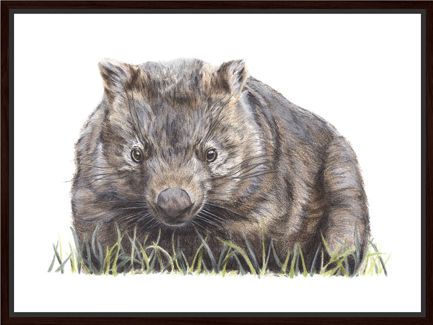 Wombat Floating Canvas Print