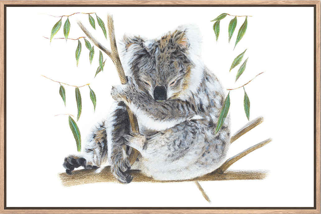 Koala Floating Canvas Print