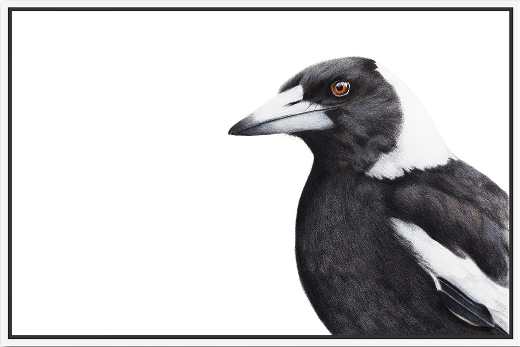 Magpie Floating Canvas Print